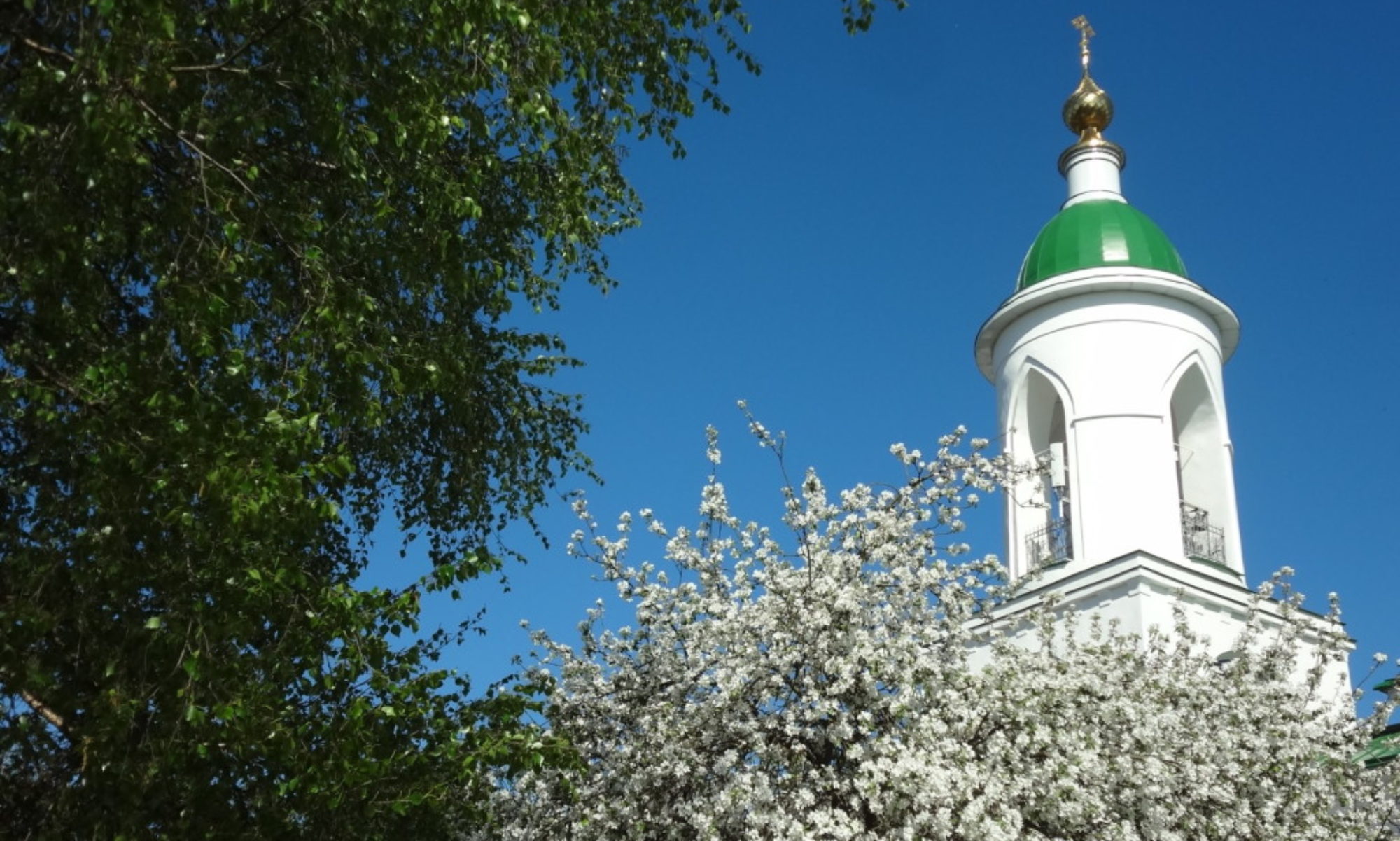 Белый цветок